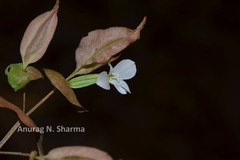 Canscora perfoliata